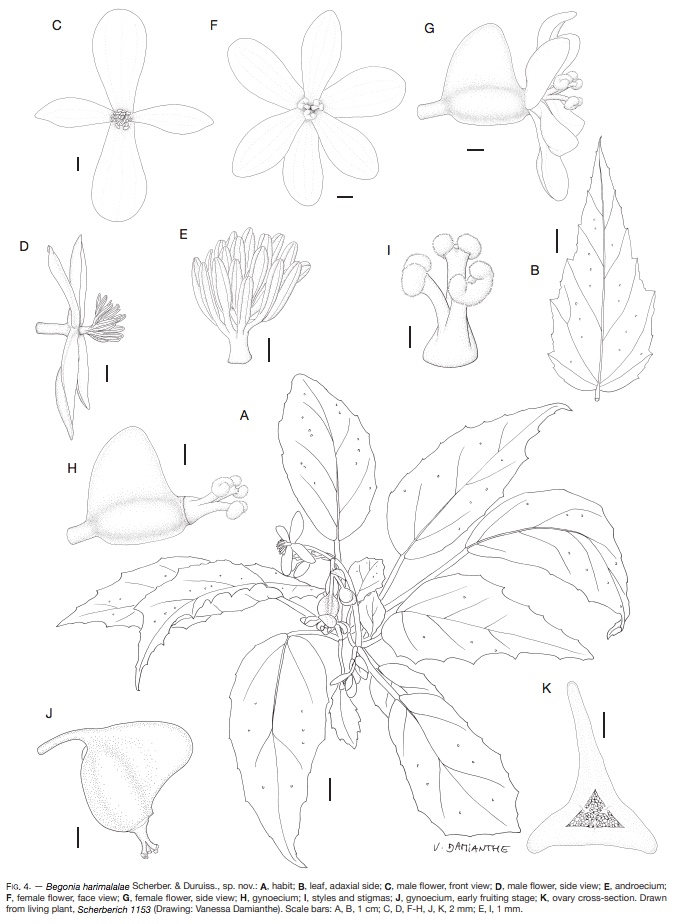 B. harimalalae